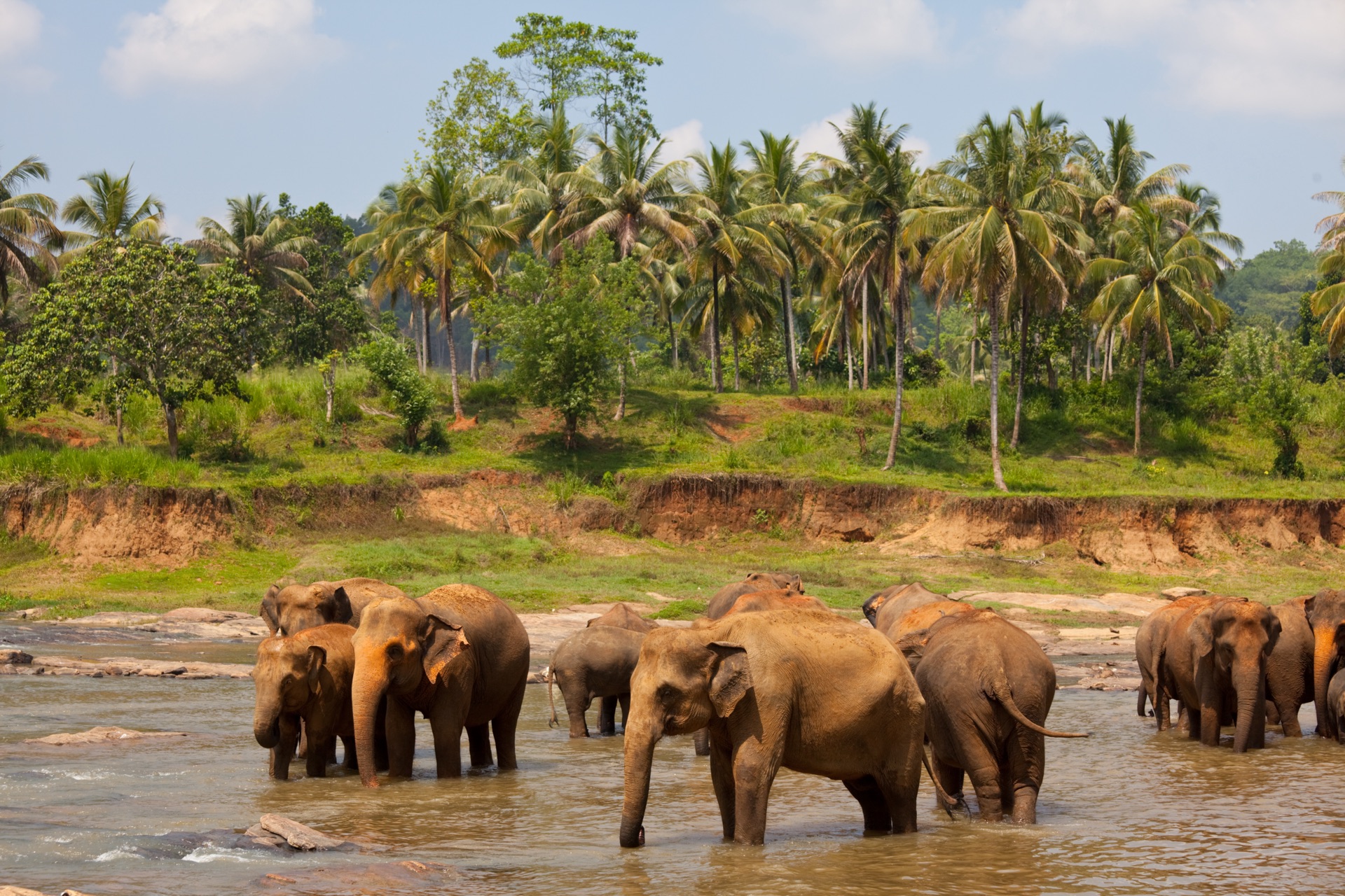 A herd of elephants wading in a shallow river bordered by palm trees.
