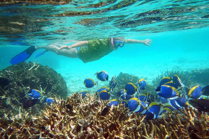 A snorkeller swimming over a coral reef with a school of blue fish.