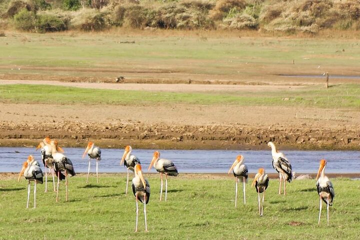 A flock of painted storks standing in grassland beside a river.