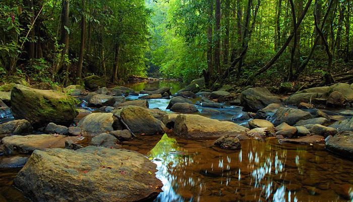 A shallow, rocky forest stream running through dense rainforest canopy.