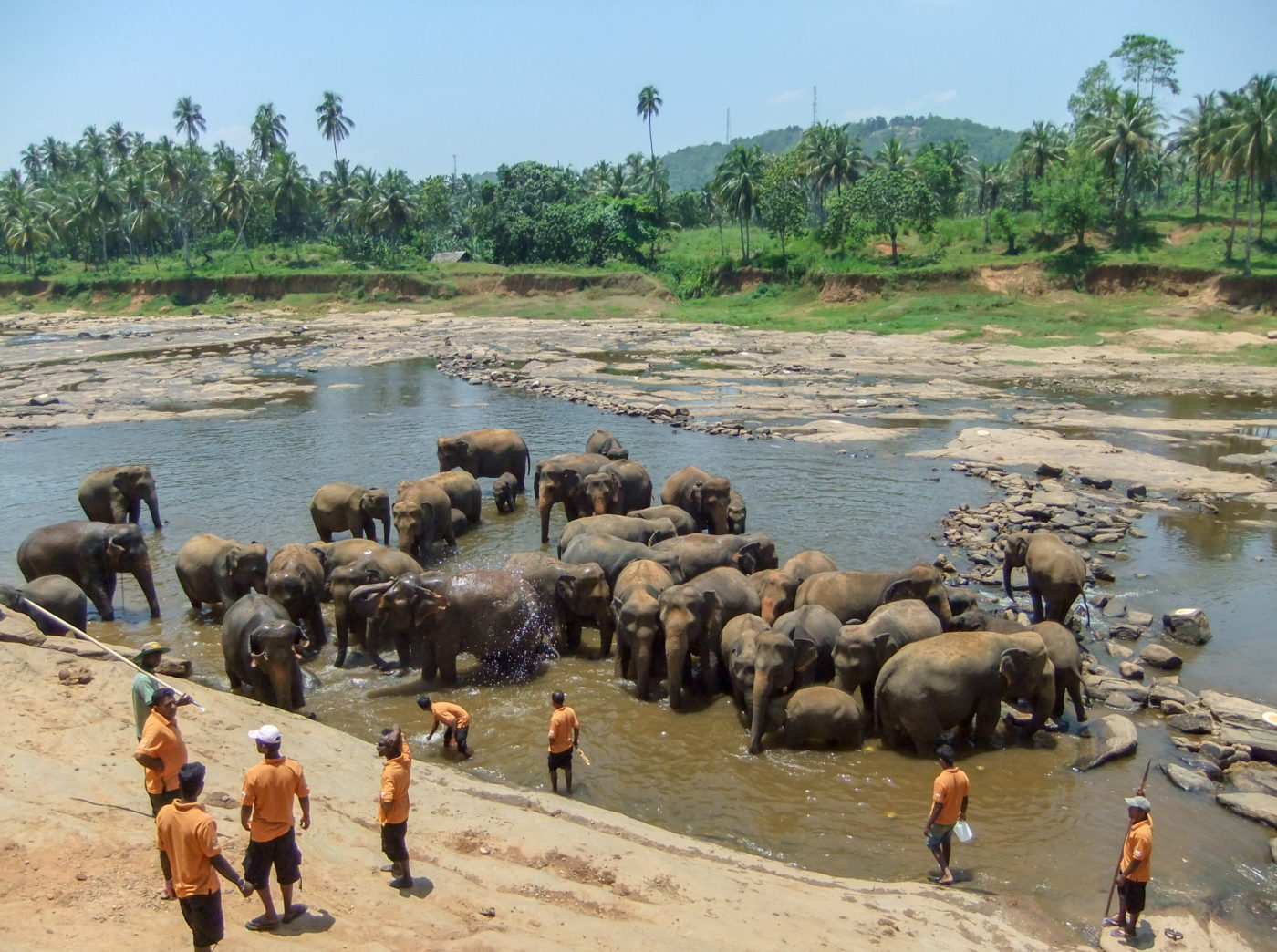 A herd of elephants bathing in a river while keepers in orange uniforms stand nearby.