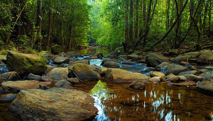A shallow, rocky forest stream running through dense rainforest canopy.